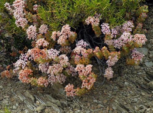 crassula rupestris fioritura primaverile