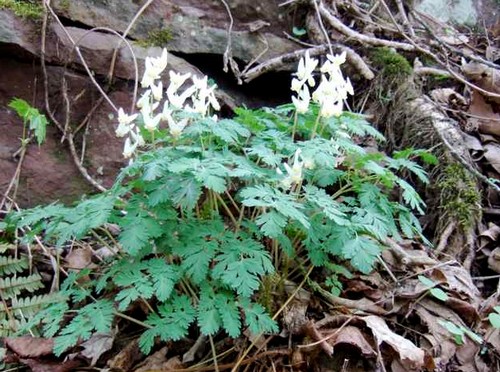 dicentra cucullaria fioritura pimaverile