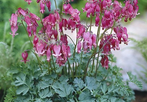 dicentra formosa fioritura primaverile