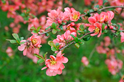 significato fiori fior di pesco