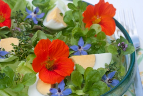 Fiori commestibili, mangiare i fiori fa bene alla salute