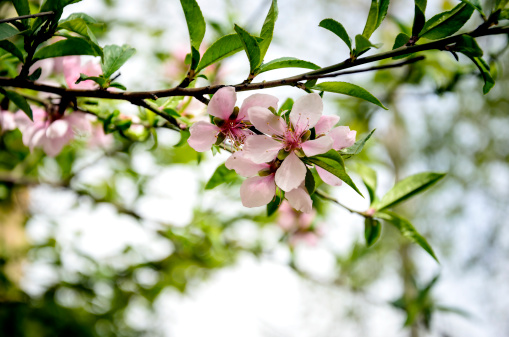 significato fiori pesco