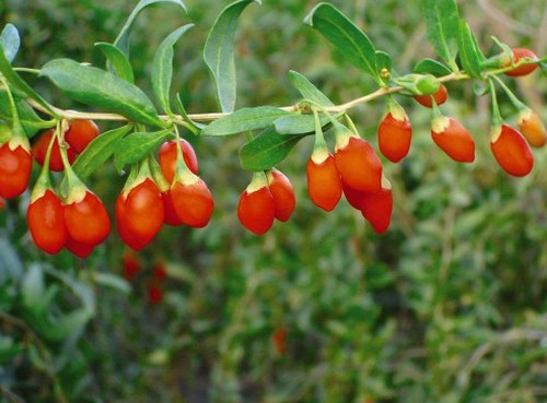 goji albero eterna giovinezza