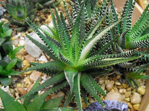 haworthia specie più belle