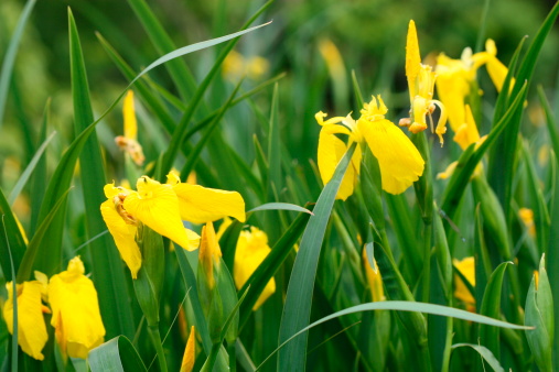 quattro fioriture primaverili gialle aiuola