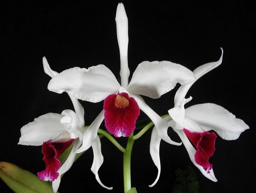 laelia purpurata orchidea fioritura primaverile
