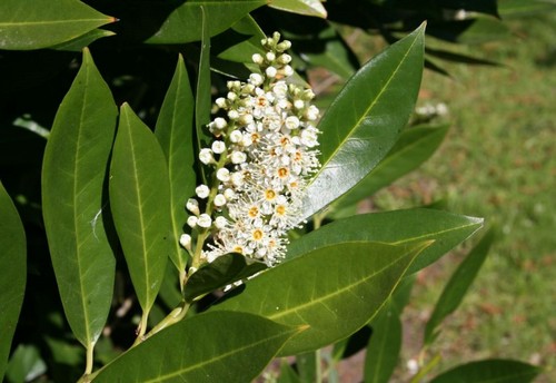 lauroceraso siepe primavera