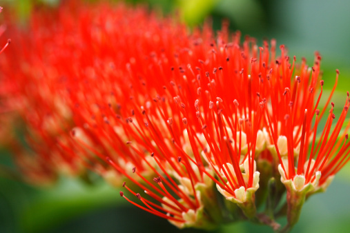 quattro fioriture primaverili rosse aiuola