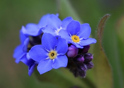 Significato Dei Fiori Il Non Ti Scordar Di Me Pollicegreen