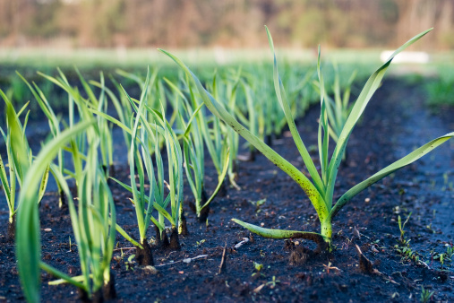 orto combattere piogge primaverili