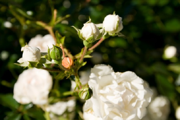 museo giardino rose antiche