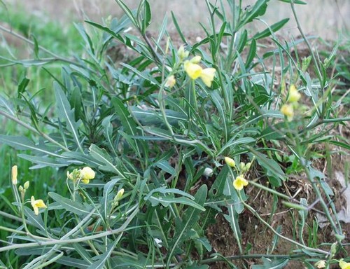 rucola selvatica pianta aromatica