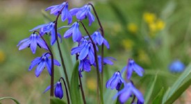 quattro fioriture primaverili blu aiuola