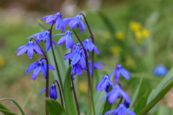 quattro fioriture primaverili blu aiuola