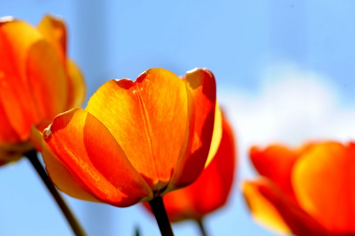 I tulipani multiflora: cosa sono?
