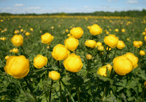 trollius fioritura primaverile