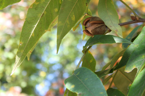 noce pecan albero da frutto