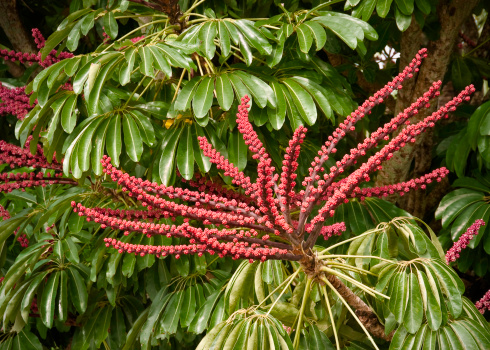 schefflera pianta da appartamento