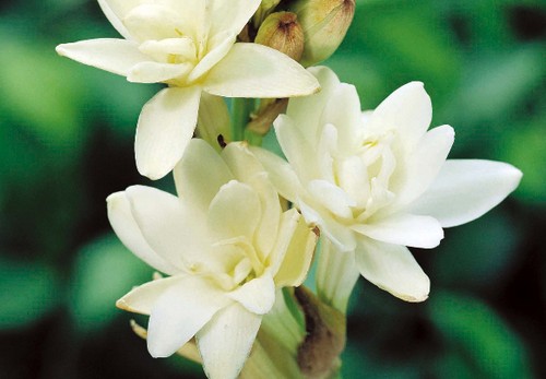 Polianthes, ideale per la produzione di fiori recisi
