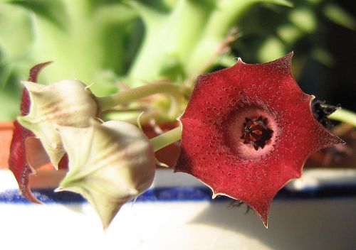 Huernia macrocarpa