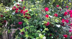 rose piante infestanti cosa fare