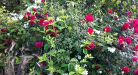 rose piante infestanti cosa fare