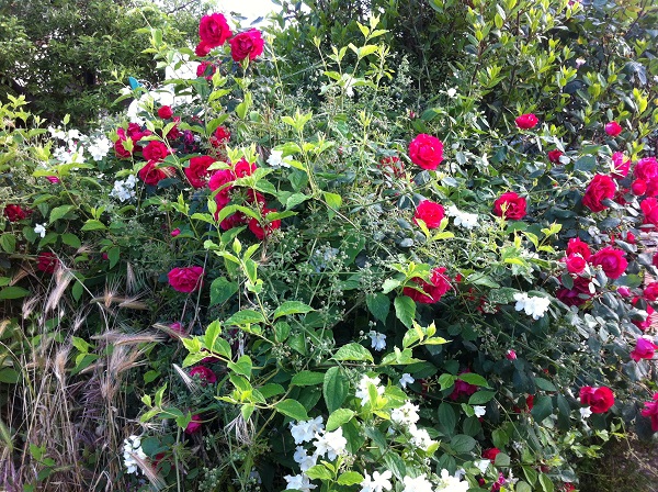 rose piante infestanti cosa fare