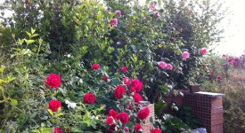 rose piante infestanti cosa fare