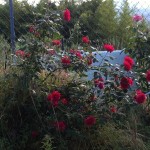 rose piante infestanti cosa fare