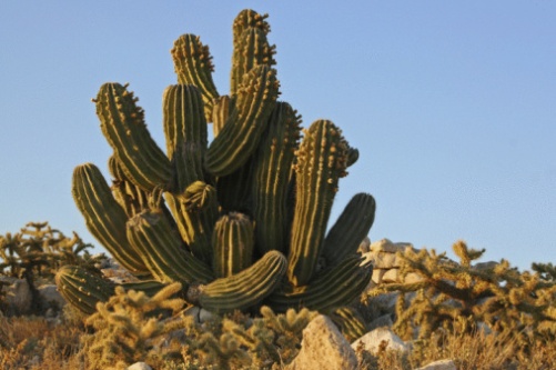 Pachycereus