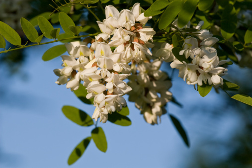 significato fiori acacia