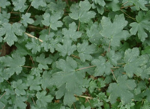 acero oppio pianta da giardino