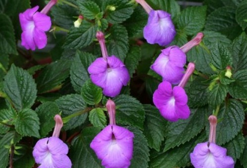 achimenes grandiflora vasi sospesi