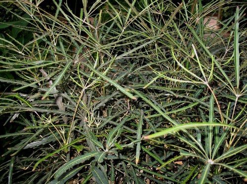 aralia elegatissima pianta da appartamento