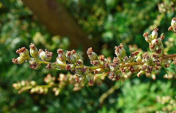 significato fiori artemisia