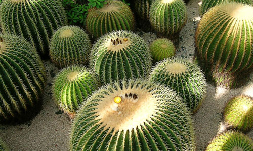 Significato dei fiori: il cactus