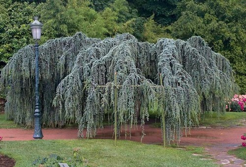 cedro dell'altante albero monumentale