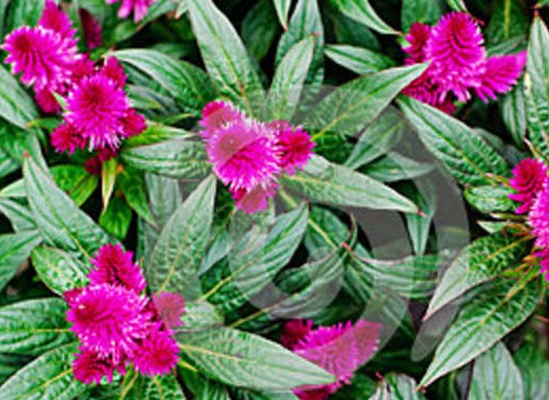 celosia caracas fioritura primaverile