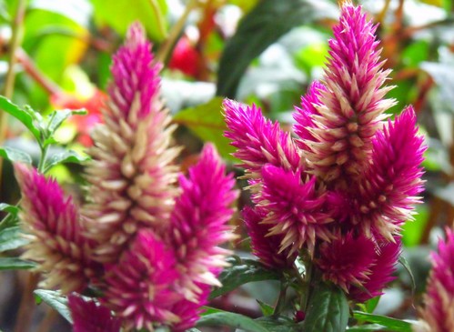 celosia caracas