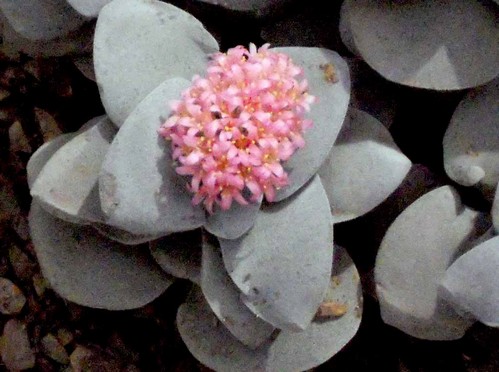 Crassula morgan, pianta grassa a fioritura primaverile