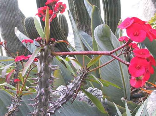 Euphorbia milii, fioritura primaverile