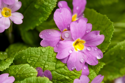 fiori primaverili estivi rischio maltempo