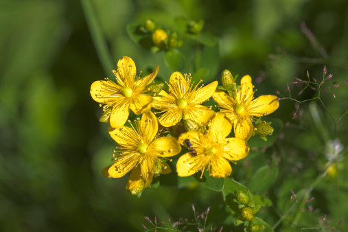 significato fiori iperico