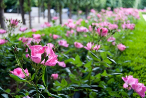 lavori maggio giardino