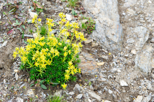 Giardino roccioso con piante alpine