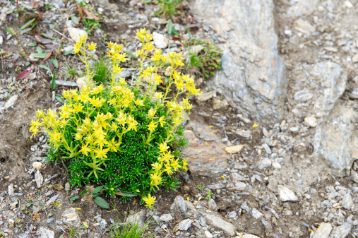 giardino roccioso piante alpine