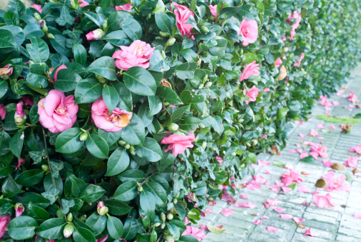 siepe fiori primaverili ecco quali