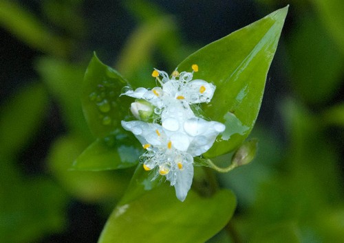 tradescantia fluminensis