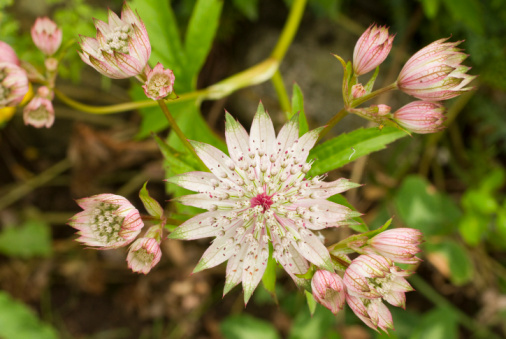 astrantia