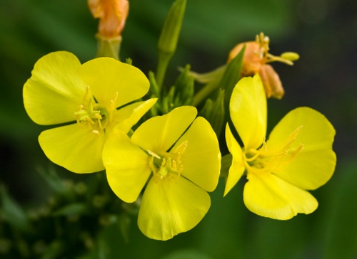 oenothera fioritura estiva